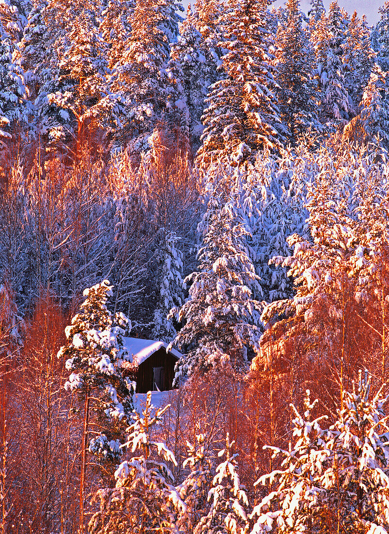 Snowy trees and barn. Sweden