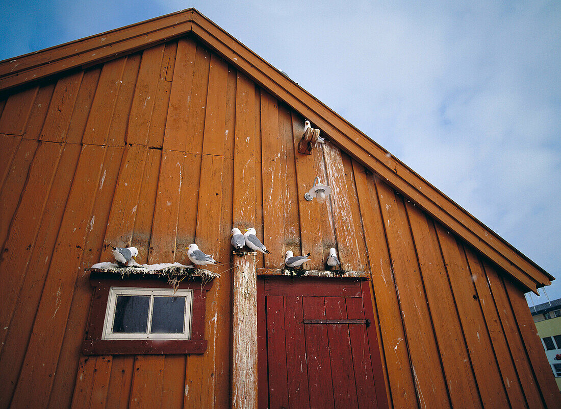 Nesting Kittiwakes (Rissa tridactyla). Varanger fiord. Norway