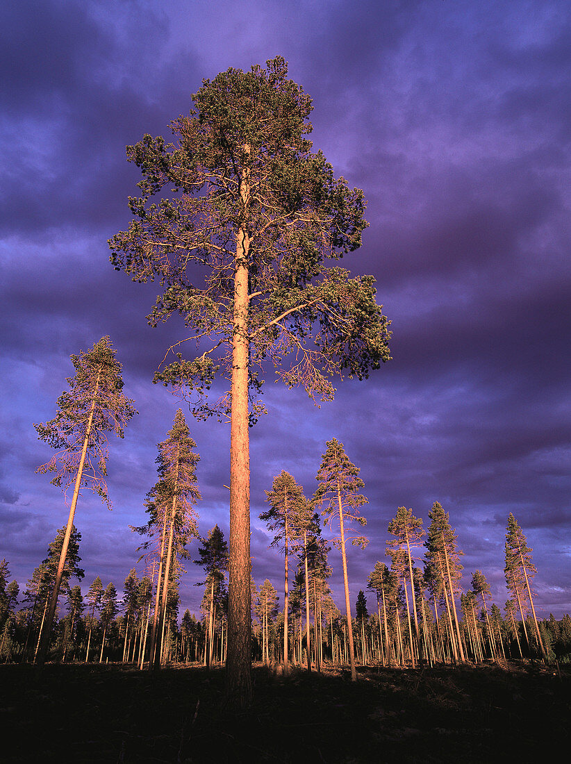 Scots Pines (Pinus sylvestris) in evening light. Västerbotten. Sweden