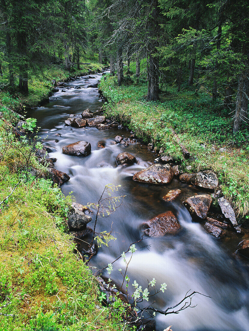 Streamy brook in spruce forest. Lapland. Sweden