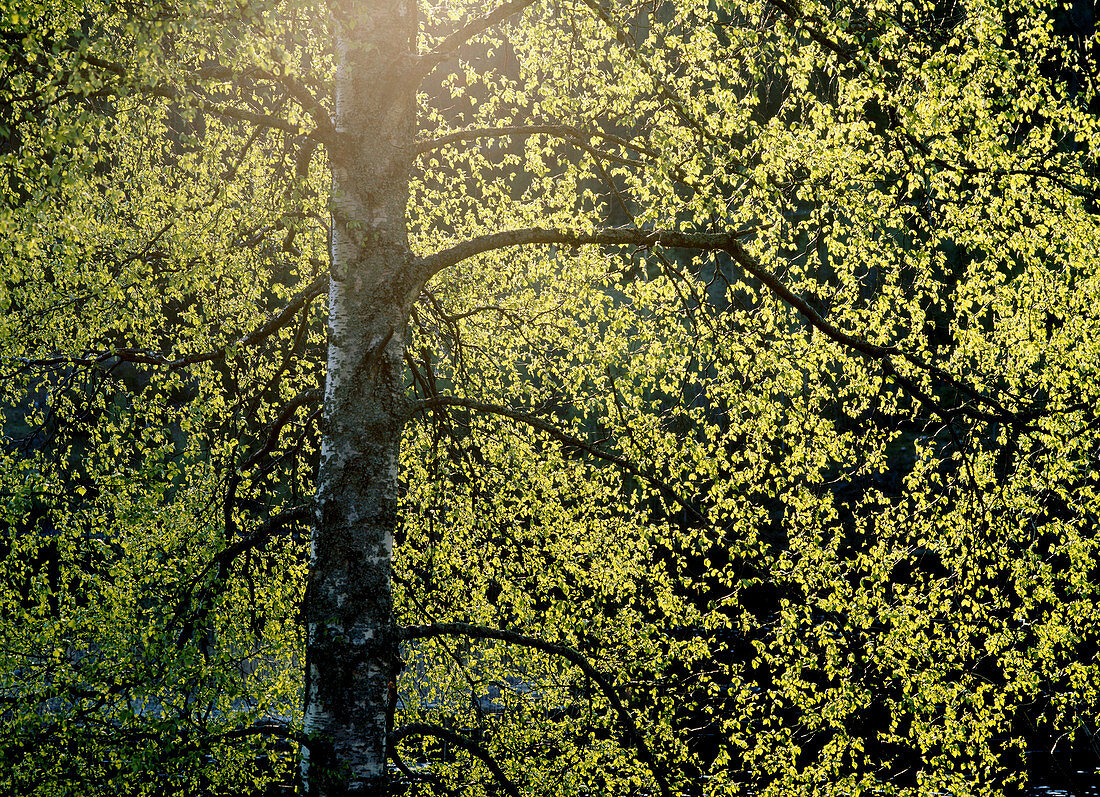 Birch (Betula pendula) in direct light. Omne. Ångermanland. Sweden