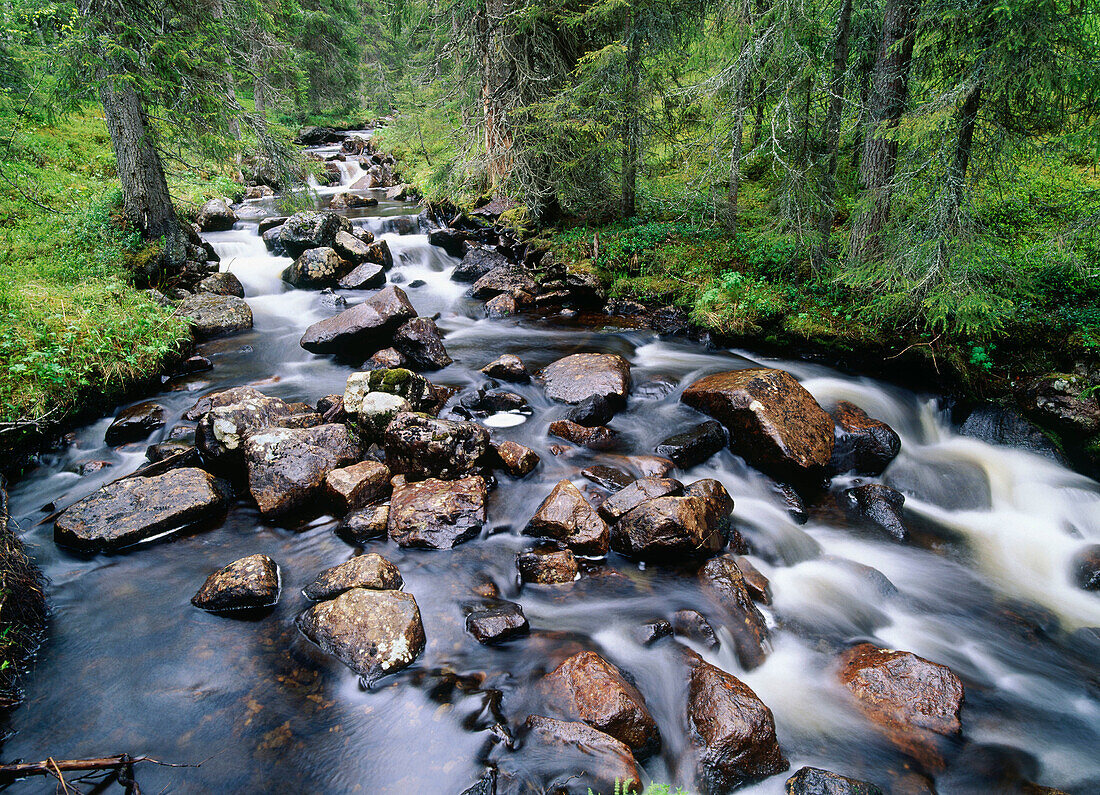 Stony brook in spruce forest. Lapland. Sweden