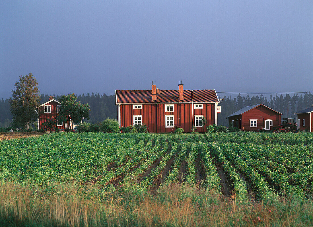 Potato fields and houses. Västerbotten. Sweden