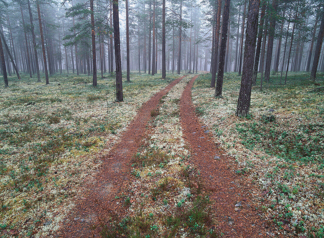 Forest and road. Västerbotten. Sweden