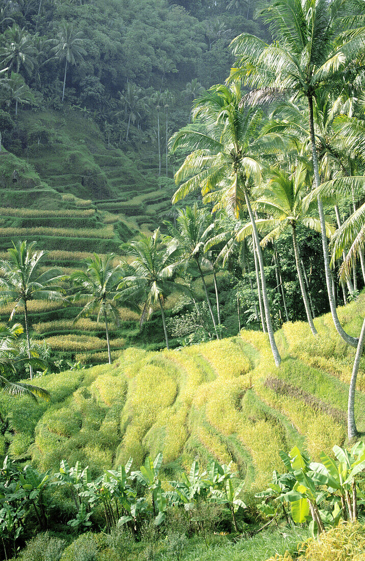 Rice fields in Bali. Indonesia