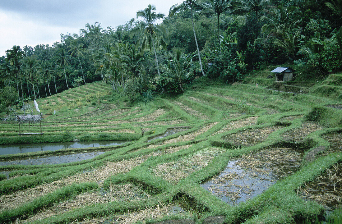Rice fields in Bali. Indonesia