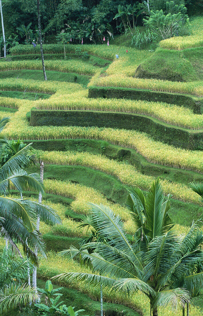 Rice fields in Bali Island. Indonesia