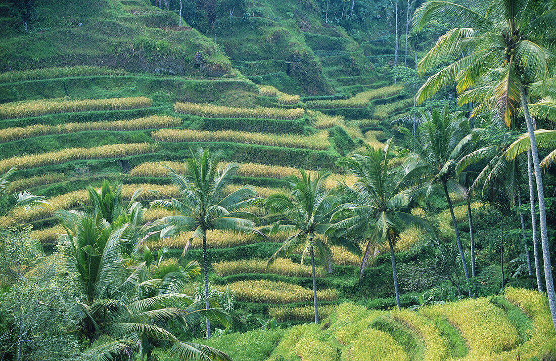 Rice fields in Bali Island. Indonesia
