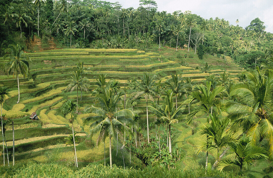 Rice fields in Bali Island. Indonesia