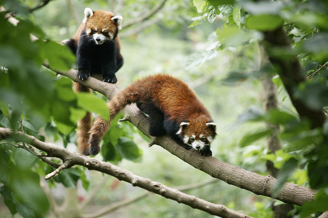 Red Panda (Ailurus fulgens) at the Giant Panda Breeding Center of Chengdu. Sichuan, China