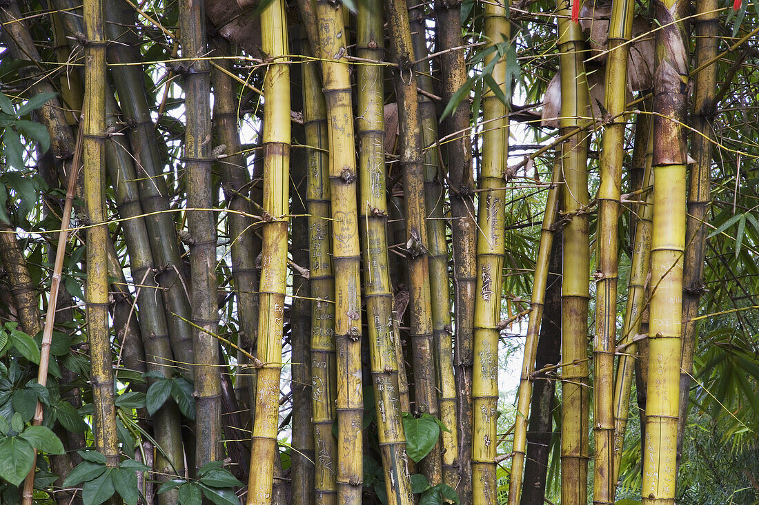 Malaysia. Bamboo.