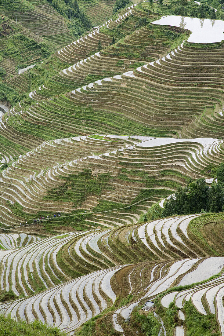 Terraced rice fields. Guilin. Longsheng. Guangxi Province. China.