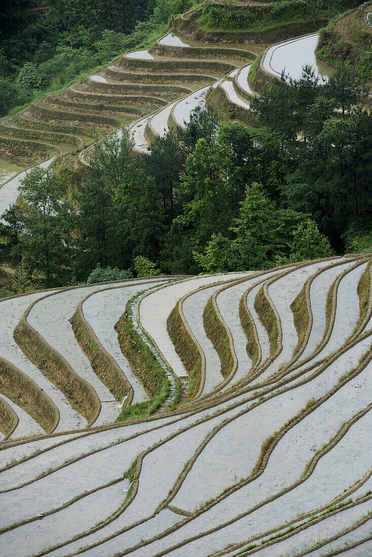 Terraced rice fields. Guilin. Longsheng. Guangxi Province. China.