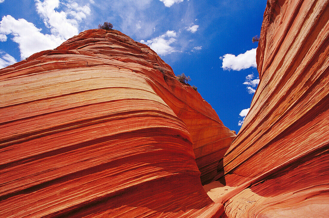 Petrified sand dunes. Paria Canyon-Vermilion Cliffs Wilderness. Arizona. USA