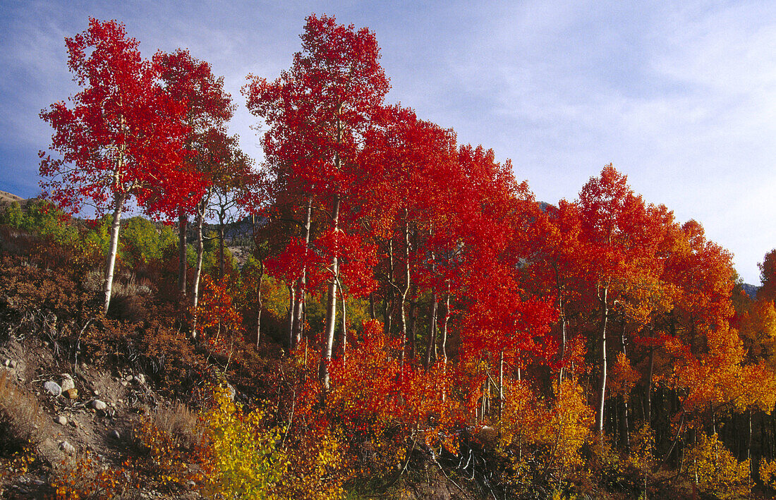 Fall. Eastern Sierras. California. USA