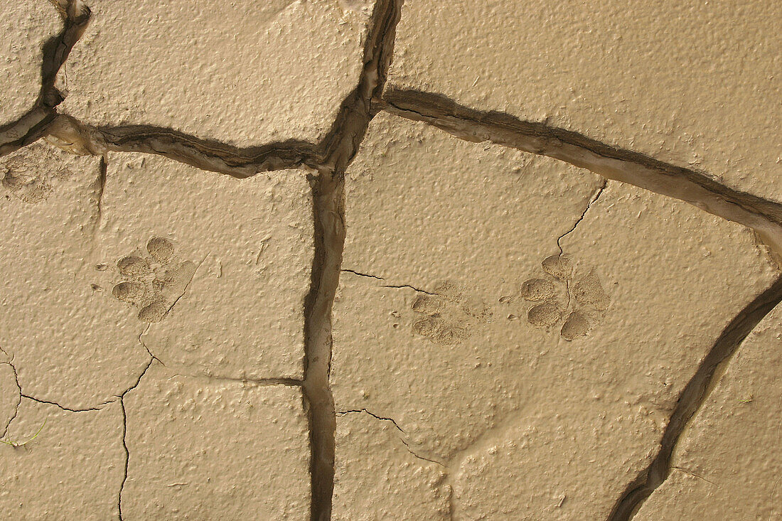 Animal foot prints in mudflats. Anza Borrego Desert State Park. California. USA.