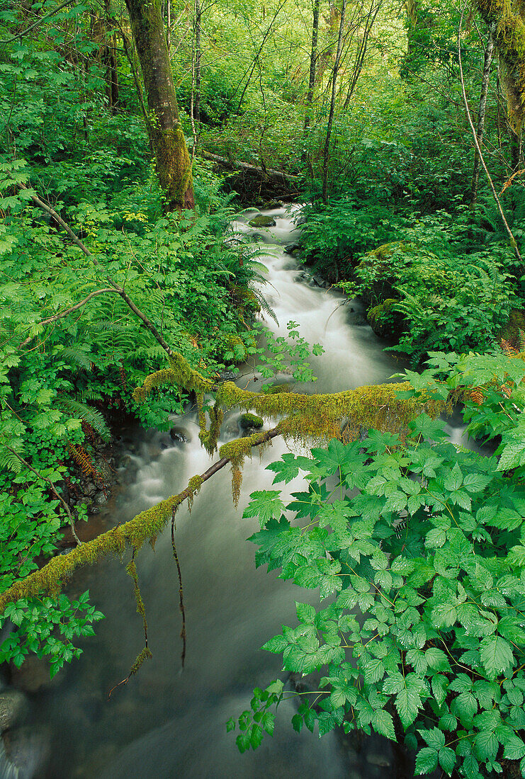 Lush groundcover and stream along the east fork of the Quinault River, Quinault Rain Forest, Olympic National Park, Washington