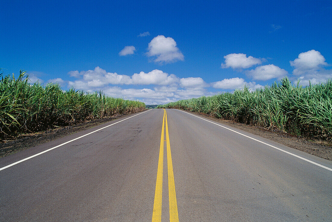 Paved road through sugar cane fields along the Hamakua Coast, The Big Island, Hawaii