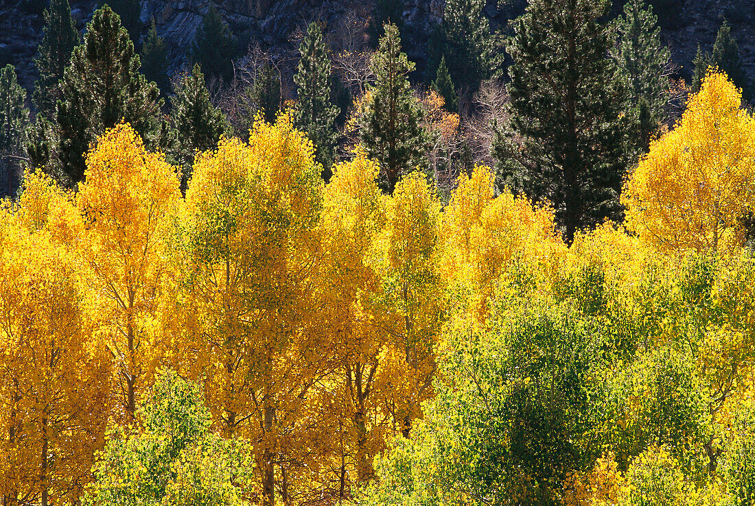 Aspen trees in fall along the June Lake Scenic Loop. Inyo National Forest. California. USA