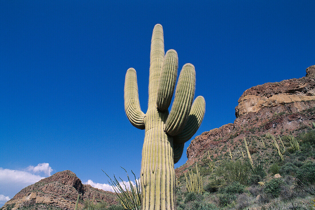 Saguaro cactus. Organ Pipe Cactus National Monument. Arizona. USA