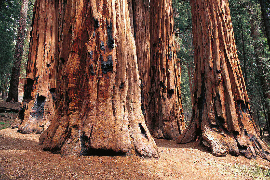 Giant Sequoias (Sequoiadendron giganteum) in the Congress Grove, Giant Forest, Sequoia National Park. California. USA