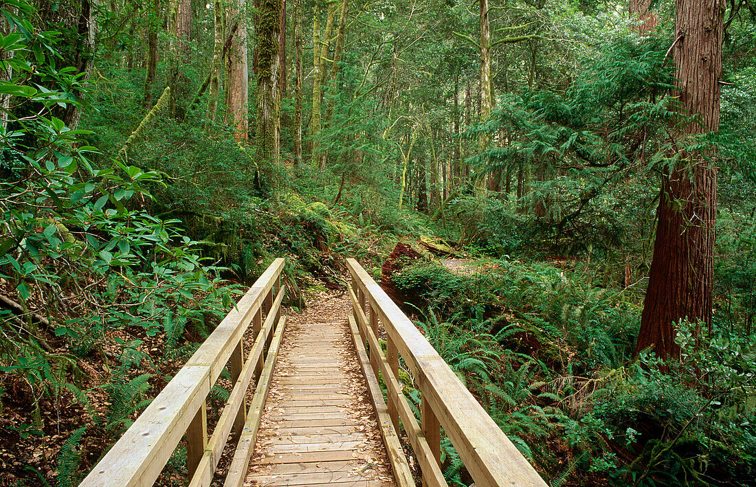 Wooden bridge on the Schrader Old Growth Trail. Siskiyou National Forest. Oregon. USA