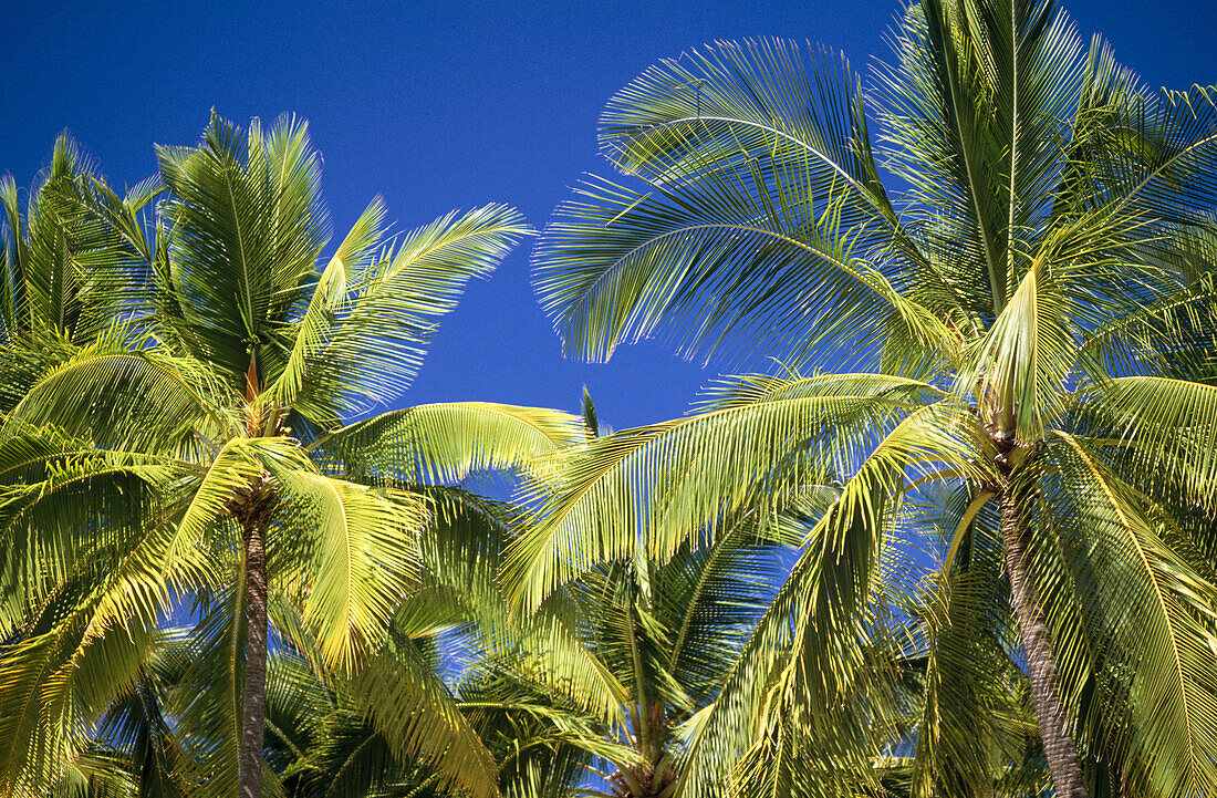 Coconut palms. The Big Island. Hawaii. USA
