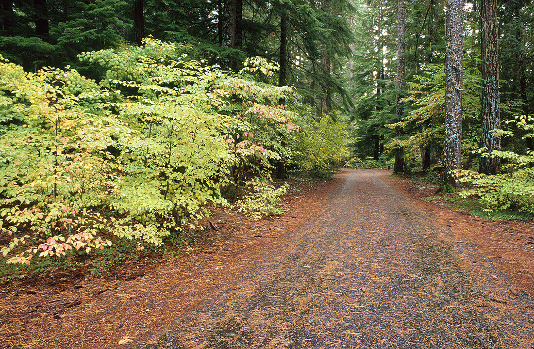 Road along the Rogue River. Rogue River National Forest. Oregon. USA