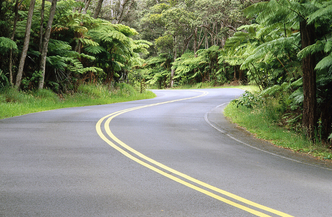 Road through fern tree forest in Hawaii Volcanoes National Park. The Big Island. Hawaii