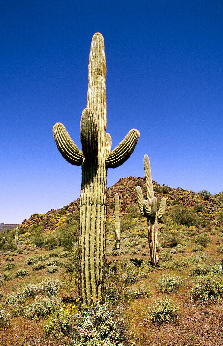 Saguaro Cactus (Carnegiea gigantea) in Puerto Blanco Mountains. Organ Pipe Cactus National Monument. Arizona. USA