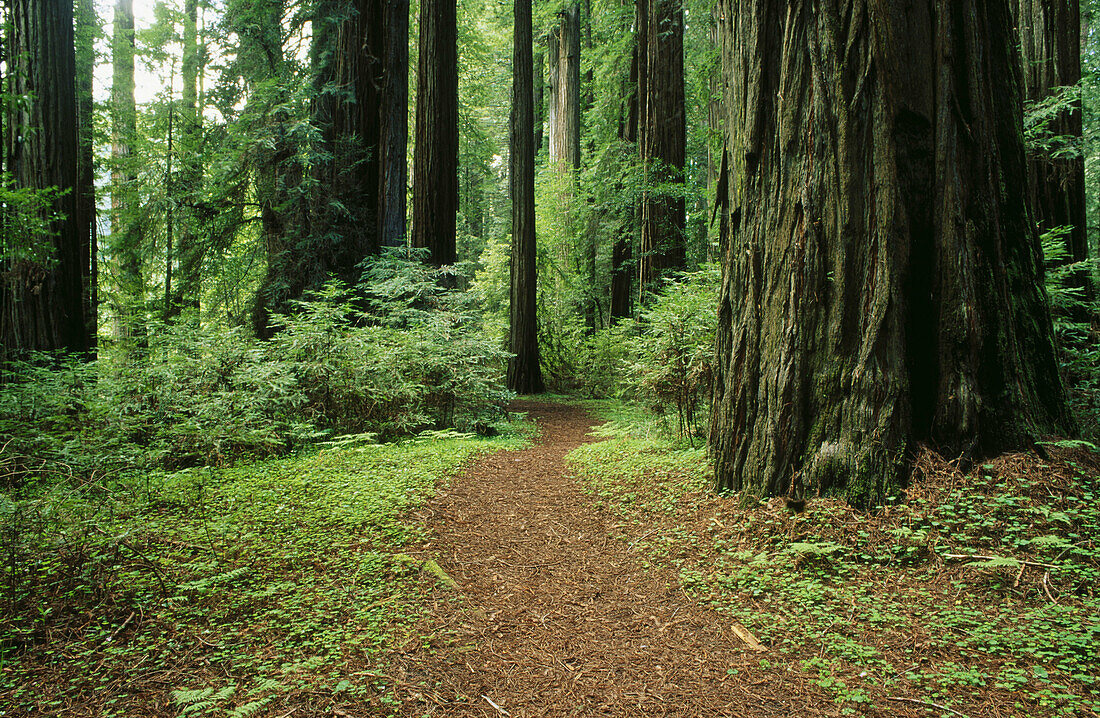 Redwoods in the Rockefeller Grove. Humboldt Redwoods State Park. California. USA