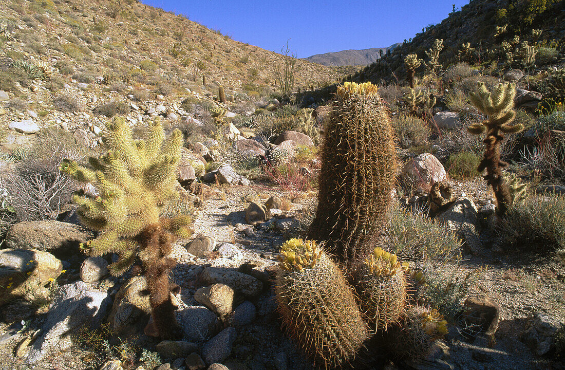 Barrel Cactus (Echinocactus grusoni) and Cholla in bloom. Smuggler Canyon. Anza Borrego Desert State Park. California. USA