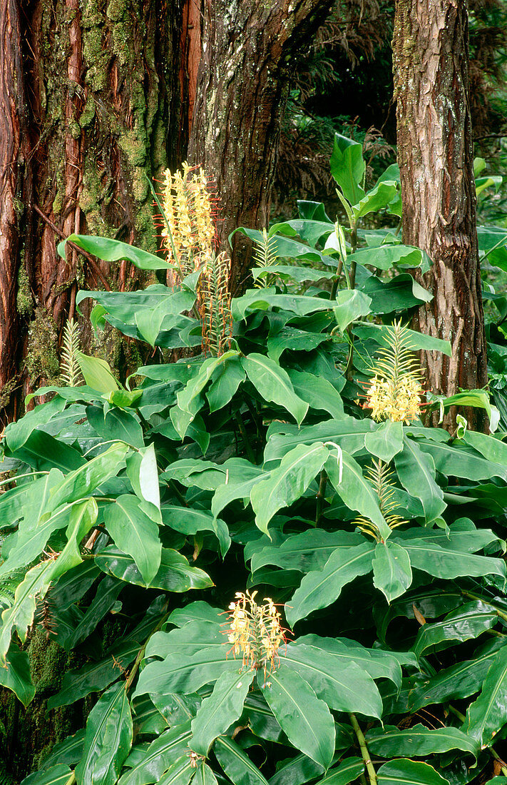 Wild Kahili Ginger (Hedychium gardneranum). The Big Island. Hawaii. USA