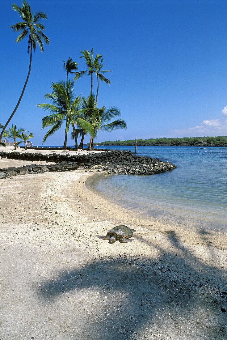 Green Hawaiian sea turtle basking on beach at the Pu uhonua o Honaunau National Historic Park (City of Refuge). Kona Coast. The Big Island. Hawaii. USA