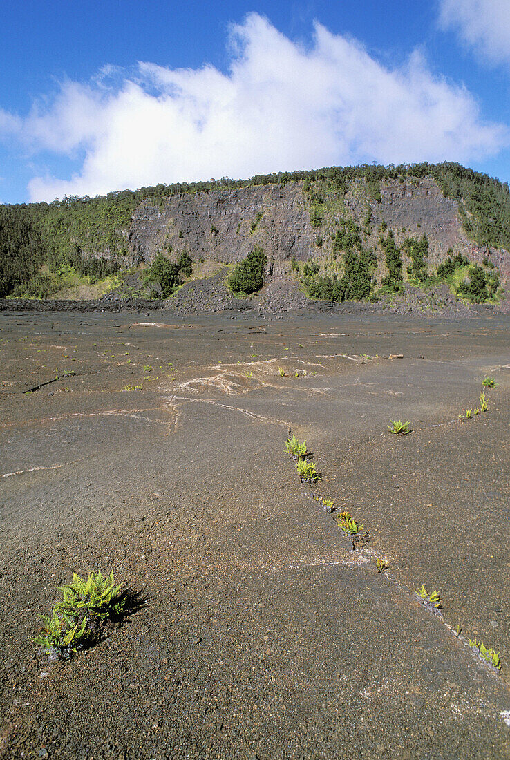 Ferns emerging from cracks in the crater surface along the Kilauea Iki Trail. Hawaii Volcanoes National Park. The Big Island. Hawaii. USA