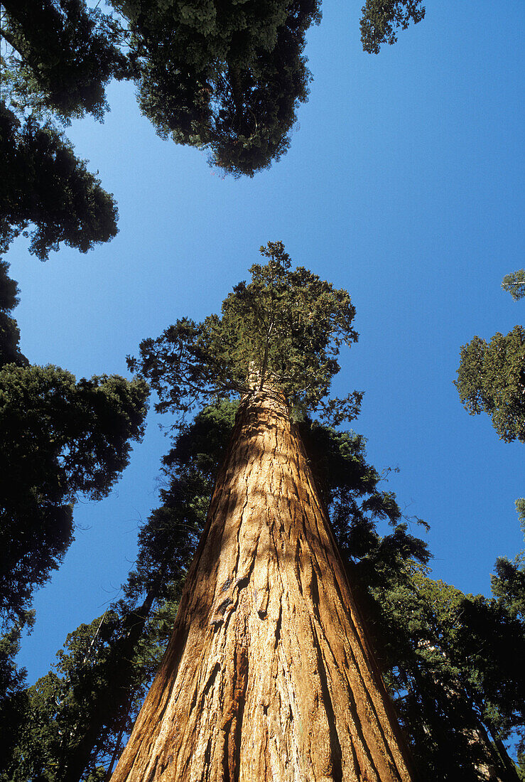 Giant Sequoia (Sequoiadendron giganteum) in the Giant Forest. Sequoia National Park. California