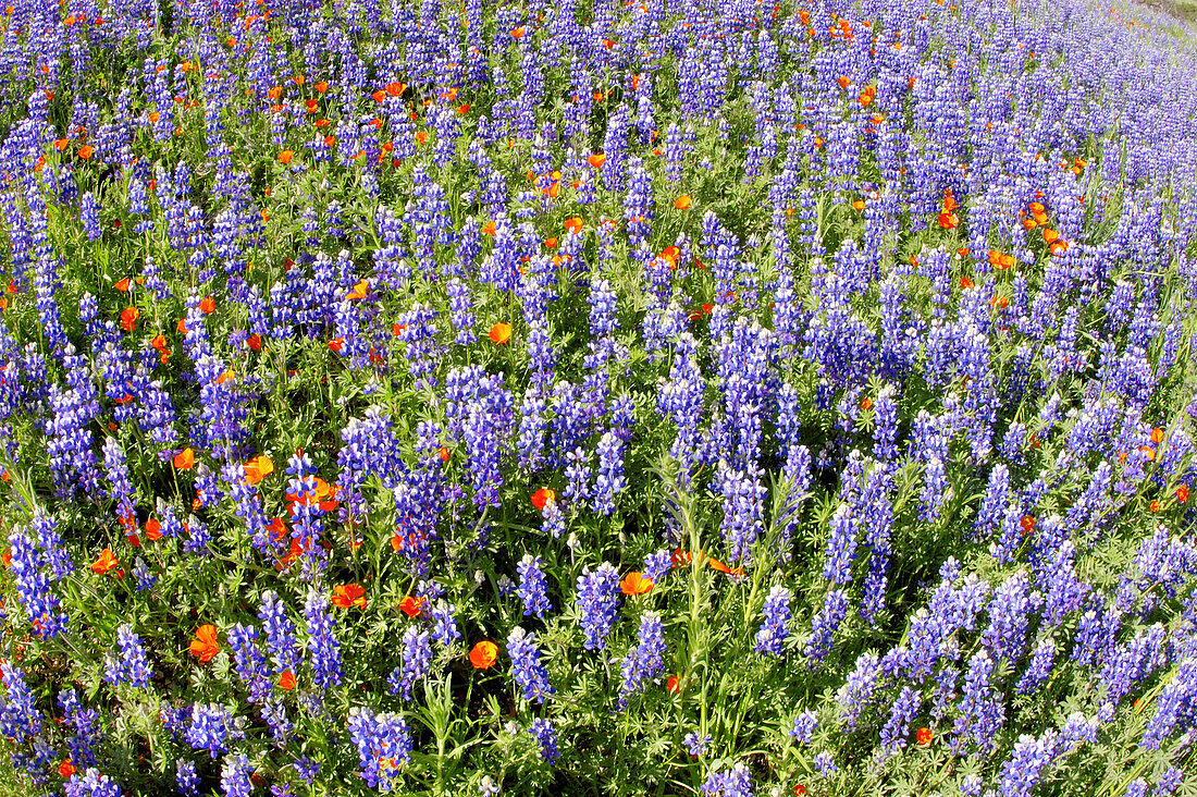 California Poppies (Eschscholzia californica) and Lupine (Lupinus sparsiflorus) on hillside, Figueroa Mountain, Los Padres National Forest, California