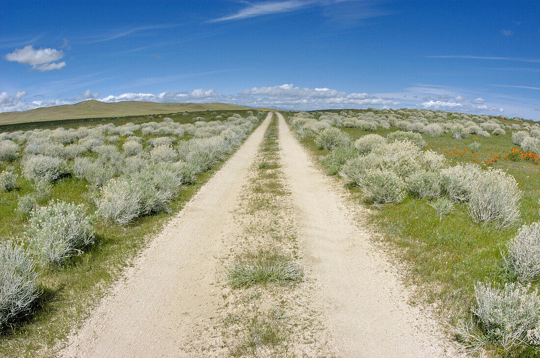 Dirt road through sagebrush, Antelope Valley, California
