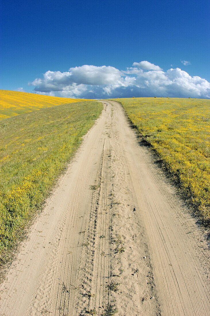 Dirt road through Goldfields (Lasthenia californica), Antelope Valley, California