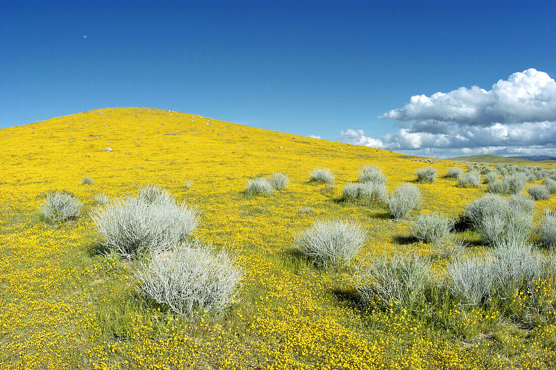 Goldfields (Lasthenia californica) and sagebrush on hillside, Antelope Valley, California