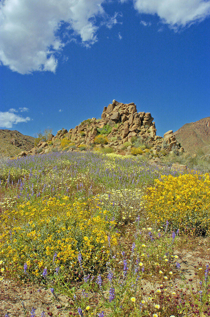Lupine (Lupinus sparsiflorus), Brittlebush (Encelia farinosa), and Desert Dandelion (Malacothrix glabrata) in the Cottonwood Mountains, Joshua Tree National Park, California
