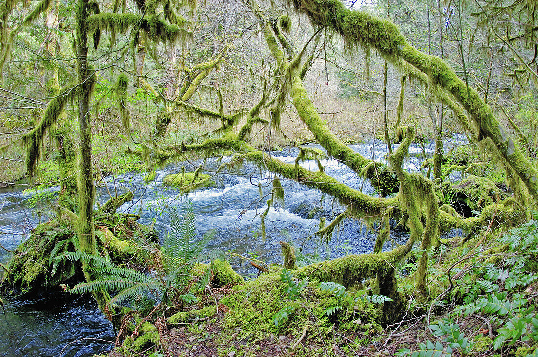 Lush forest along the McKenzie River, Willamette National Forest, Oregon