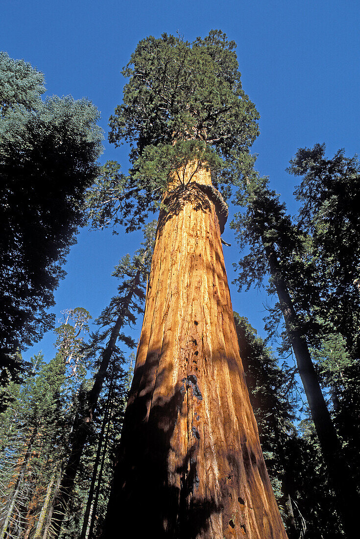 The McKinley Tree Giant Sequoia (Sequoiadendron giganteum) in the Giant Forest, Sequoia National Park, California