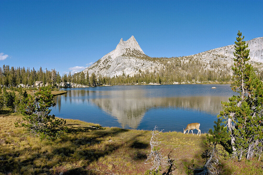 Cathedral Peak from the shore of upper Cathedral Lake (deer visible), Yosemite National Park, California