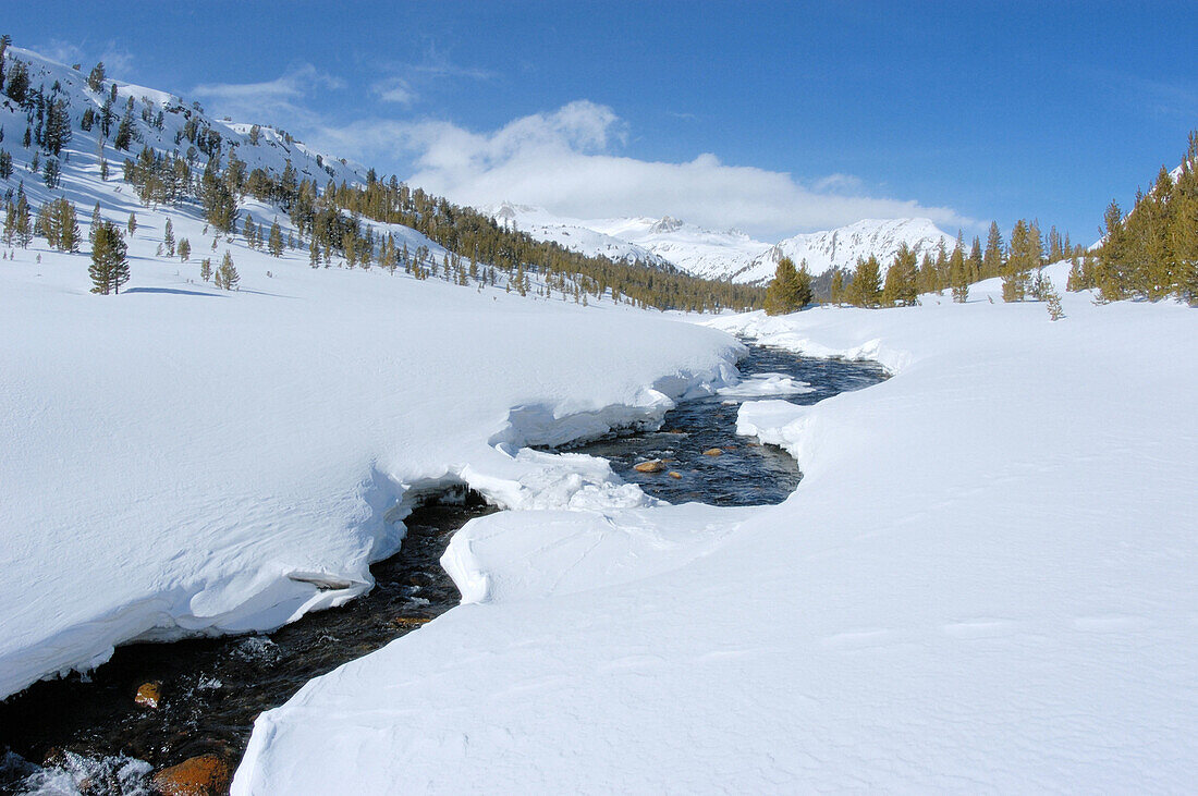 Fresh powder along Lee Vining Creek in winter, Inyo National Forest, Sierra Nevada Mountains, California