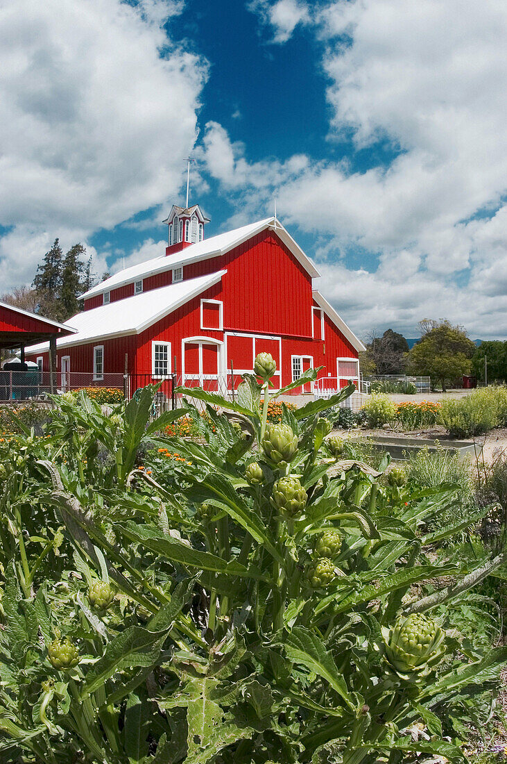Red barn and artichokes at the Faulkner Farm, Santa Paula, California