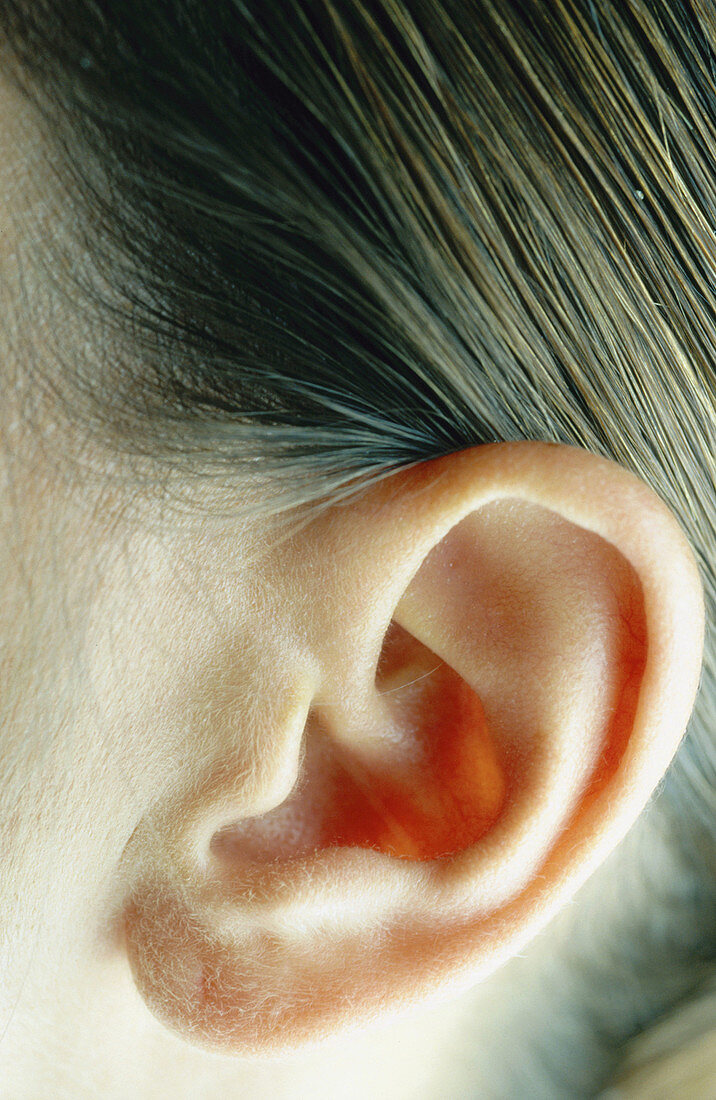 Woman s ear