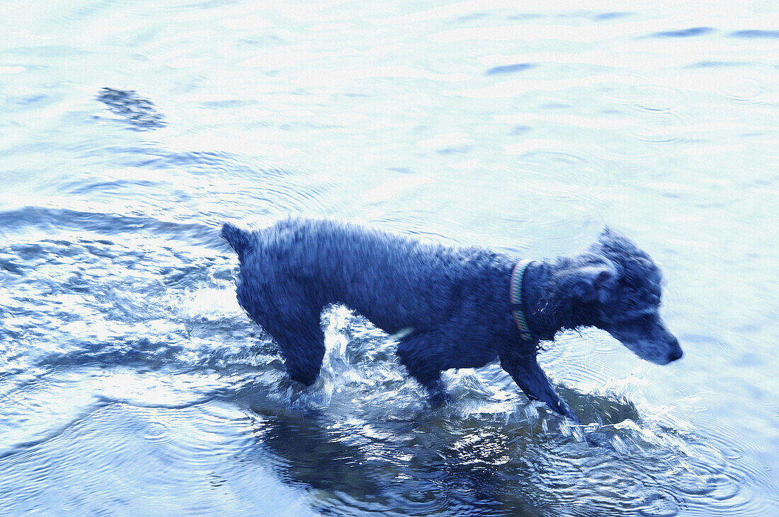  Activity, Animal, Animals, Bathe, Bathes, Bathing, Coast, Coastal, Color, Colour, Contemporary, Daytime, Dog, Dogs, Exterior, Horizontal, Mammal, Mammals, Motion, Movement, Moving, One, One animal, Outdoor, Outdoors, Outside, Pet, Pets, Run, Running, Sea