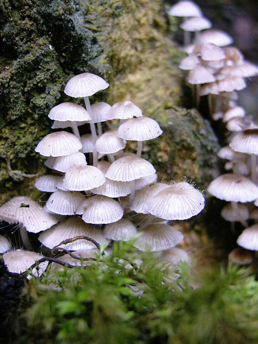  Außen, Detail, Details, Farbe, Fokus, Kolonie, Mykologie, Natur, Pilz, Pilze, Tageszeit, Vertikal, Viele, G85-393531, agefotostock 