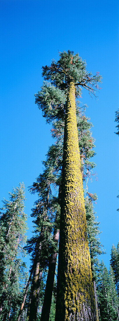 Moss covered Redwood (Sequoia sempervirens). Yosemite NP. California. USA